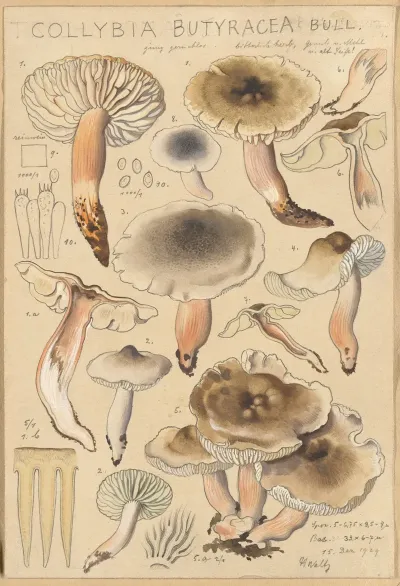 Collybia Butyracea