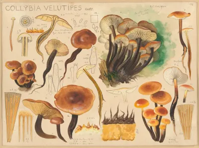 Collybia Velutipes Curt
