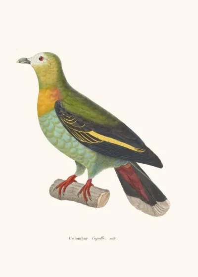 Colombar Capelle