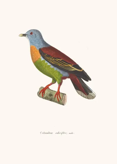 Colombar Odorifere
