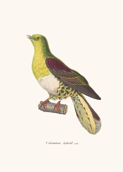 Colombar Siebold