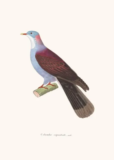 Colombe Capistrate