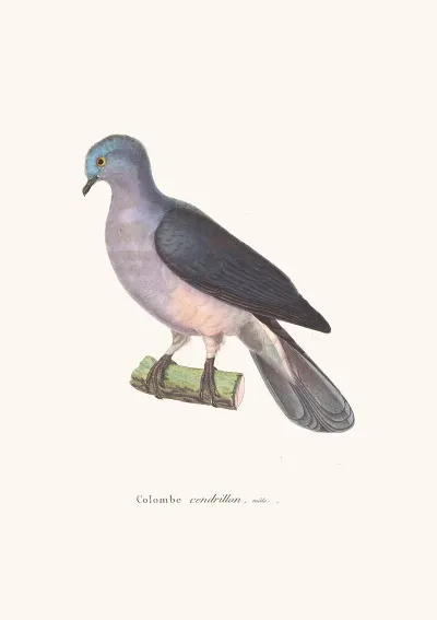 Colombe Cendrillon