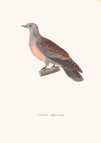Colombe Glapissante