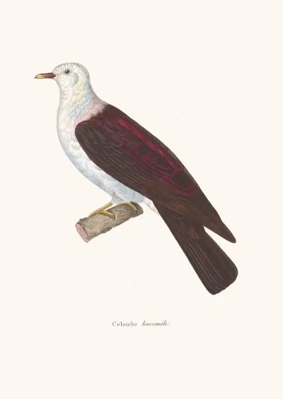 Colombe Leucomele