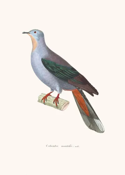 Colombe Mantelee