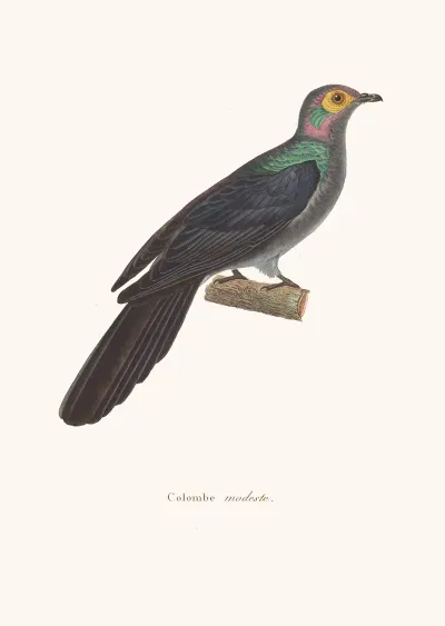 Colombe Modeste