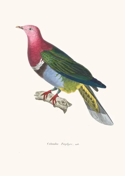 Colombe Porphyre
