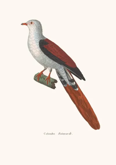 Colombe Reinwardt
