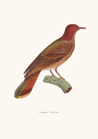 Colombe Rousseau