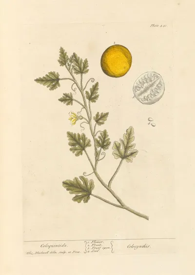 Coloquintida