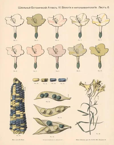 Color Of Plants