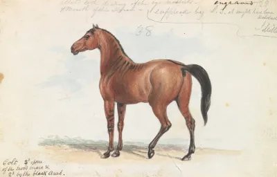 Colt Third Issue Of Brood Mare And Second By The Black Arab