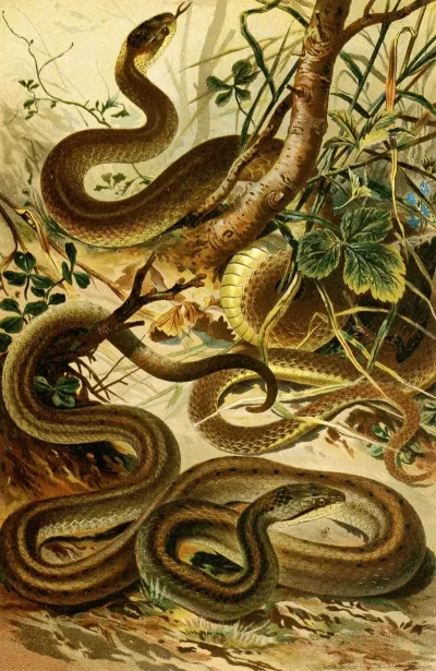 Coluber Aeskulapii Coronella Austriaca
