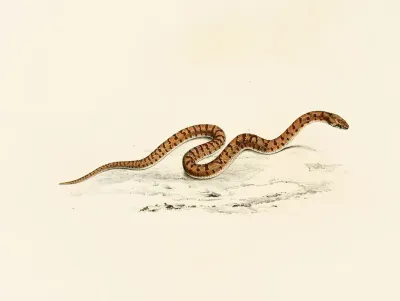 Coluber Canus Young