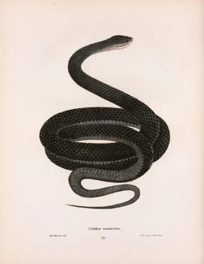 Coluber Constrictor