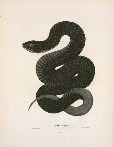 Coluber Couperi