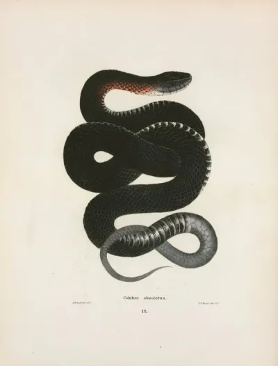 Coluber Obsoletus