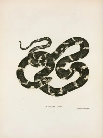 Coluber Quadrivittatus