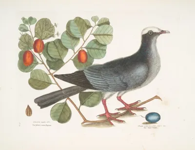 Columba Capite Albo The White Crowned Pigeon Frutex Cotini Fere Folio Crassoc The Coco Plum