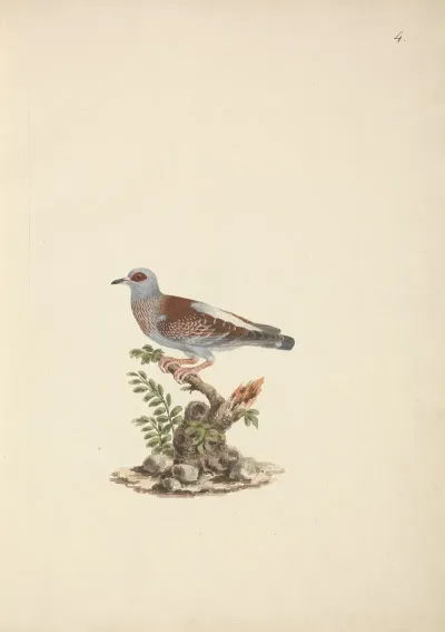 Columba Guinea Speckled Pigeon African Rock Pigeon