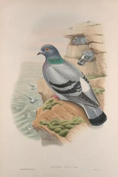 Columba Livia Rock Pigeon