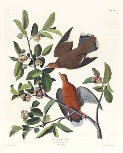 Columba Zenaida