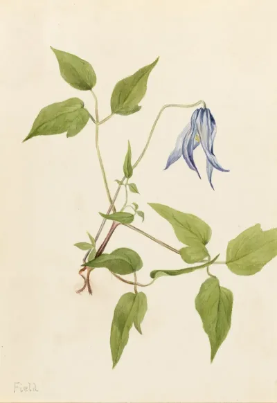 Columbia Clematis Clematis Columbiana