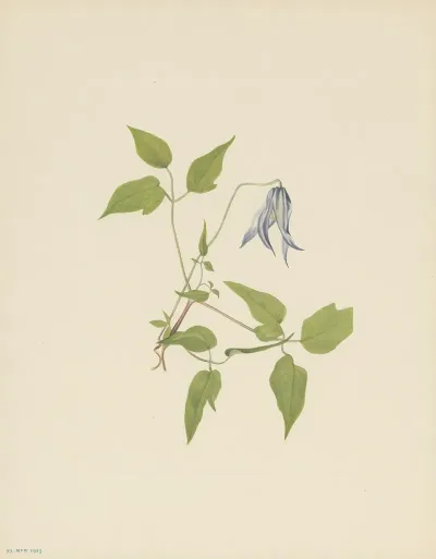 Columbia Clematis Flower Clematis Columbiana 2