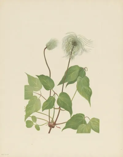 Columbia Clematis Fruit Clematis Columbiana 2