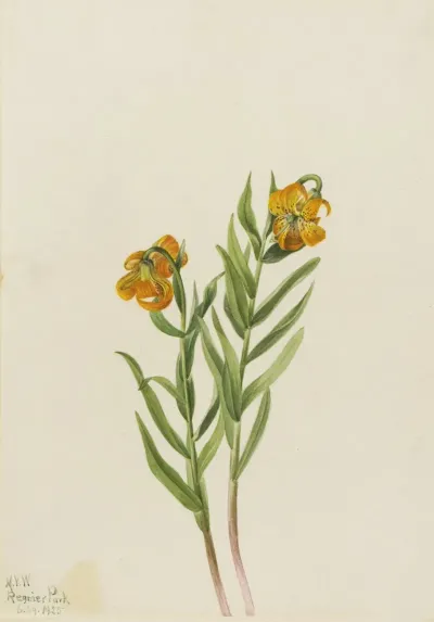 Columbia Lily Lilium Columbianum 2