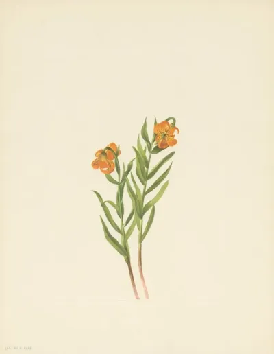Columbia Lily Lilium Columbianum 3