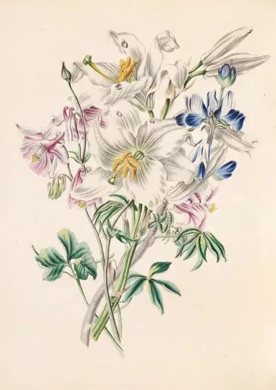 Columbine White Lily And Lupine