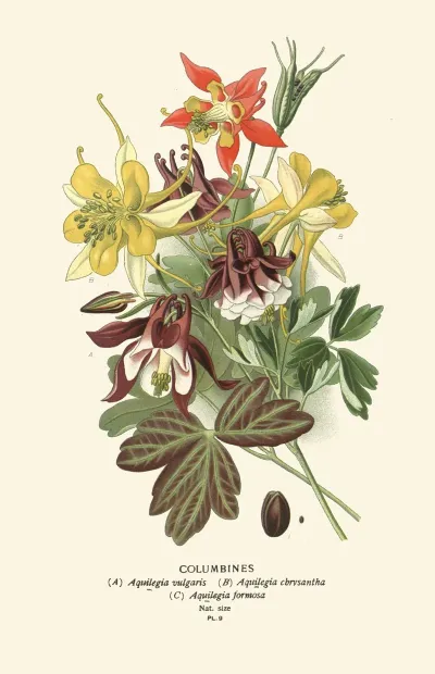 Columbines