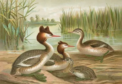 Colymbus Cristatus Grosser Lappentaucher 2