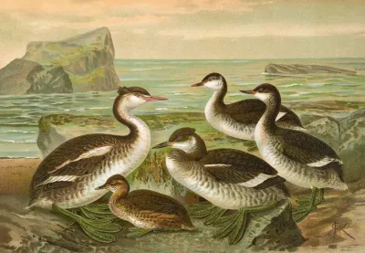 Colymbus Cristatus Grosser Lappentaucher
