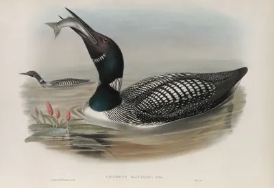 Colymbus Glacialis Great Northern Diver