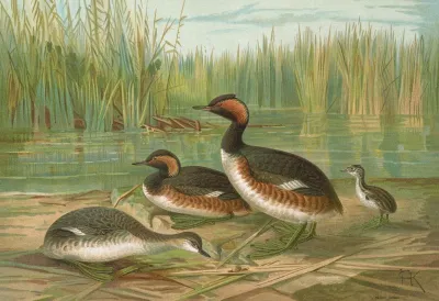 Colymbus Nigricollis Brehm Schwarzhalsiger Lappentaucher