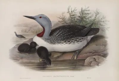 Colymbus Septentrionalis Red Throated Diver