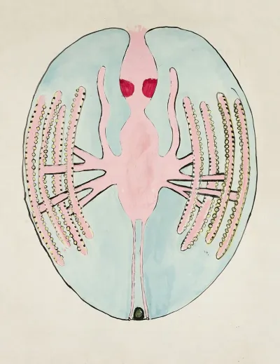 Comb Jelly Ctenophora