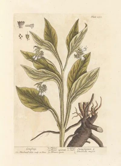 Comfrey