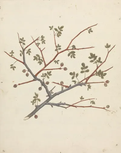 Commiphora Gileadensis L C Chr Balm Of Gilead Opobalsam 2