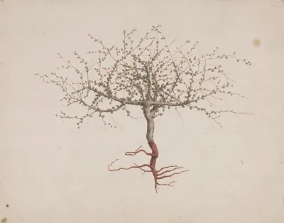 Commiphora Gileadensis L C Chr Balm Of Gilead Opobalsam