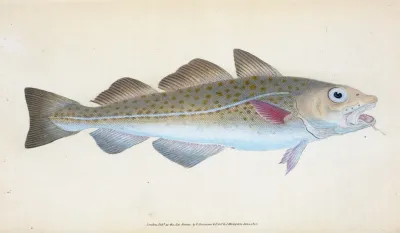Common Cod Fish Gadus Morhua