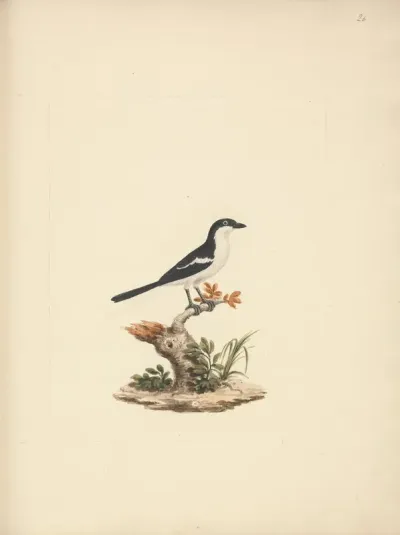 Common Fiscal