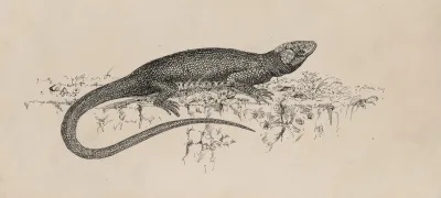 Common Garden Lizard