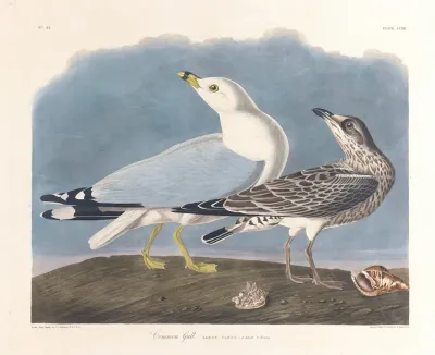 Common Gull