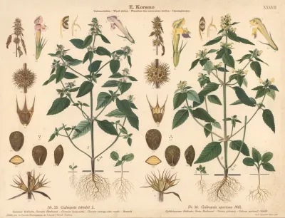 Common Hemp Nettle Downy Galeopsis