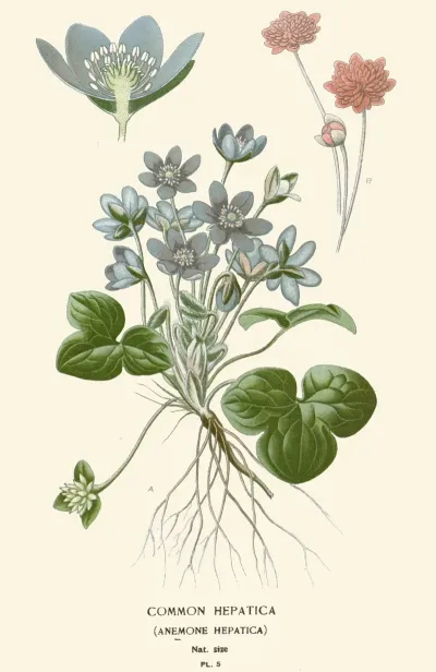 Common Hepatica