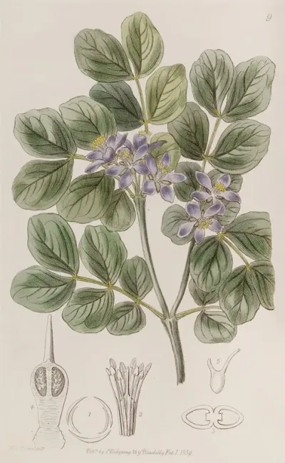 Common Lignum Vitae